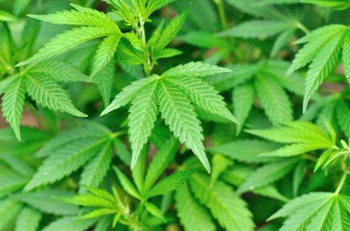 marijuana, decriminalization, Connecticut Criminal Defense Lawyer